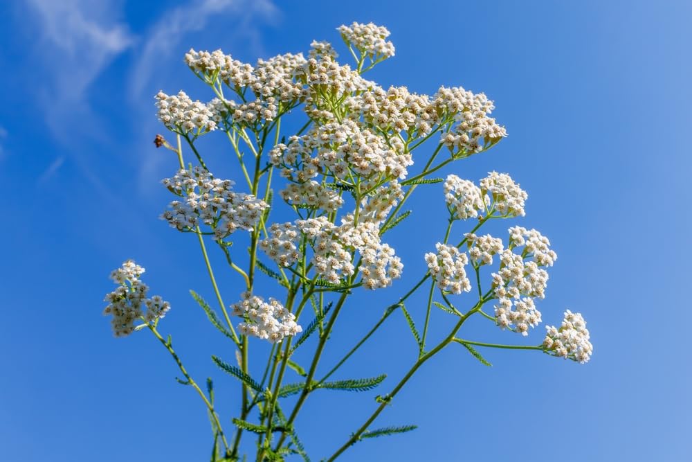 US Organic 100% Pure Yarrow Essential Oil, USDA Certified Organic, Steam Distilled, Achillea Millefolium, Therapeutic Grade, Calming & Soothing, Skin Care & Aromatherapy, Sourced from Bulgaria (5 ml)