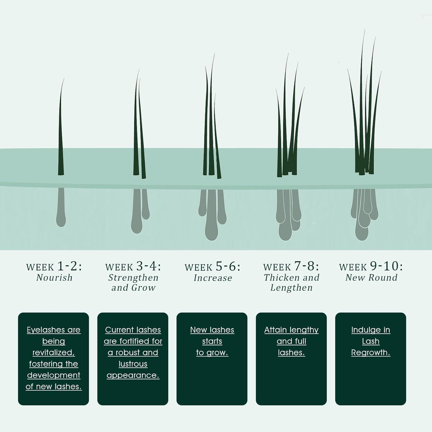 Eyelash Growth Serum: Promotes natural lash growth for longer, thicker, and stronger lashes while nourishing lash health. Vegan, cruelty-free & gentle on sensitive eyes. 3mL (2-month supply)