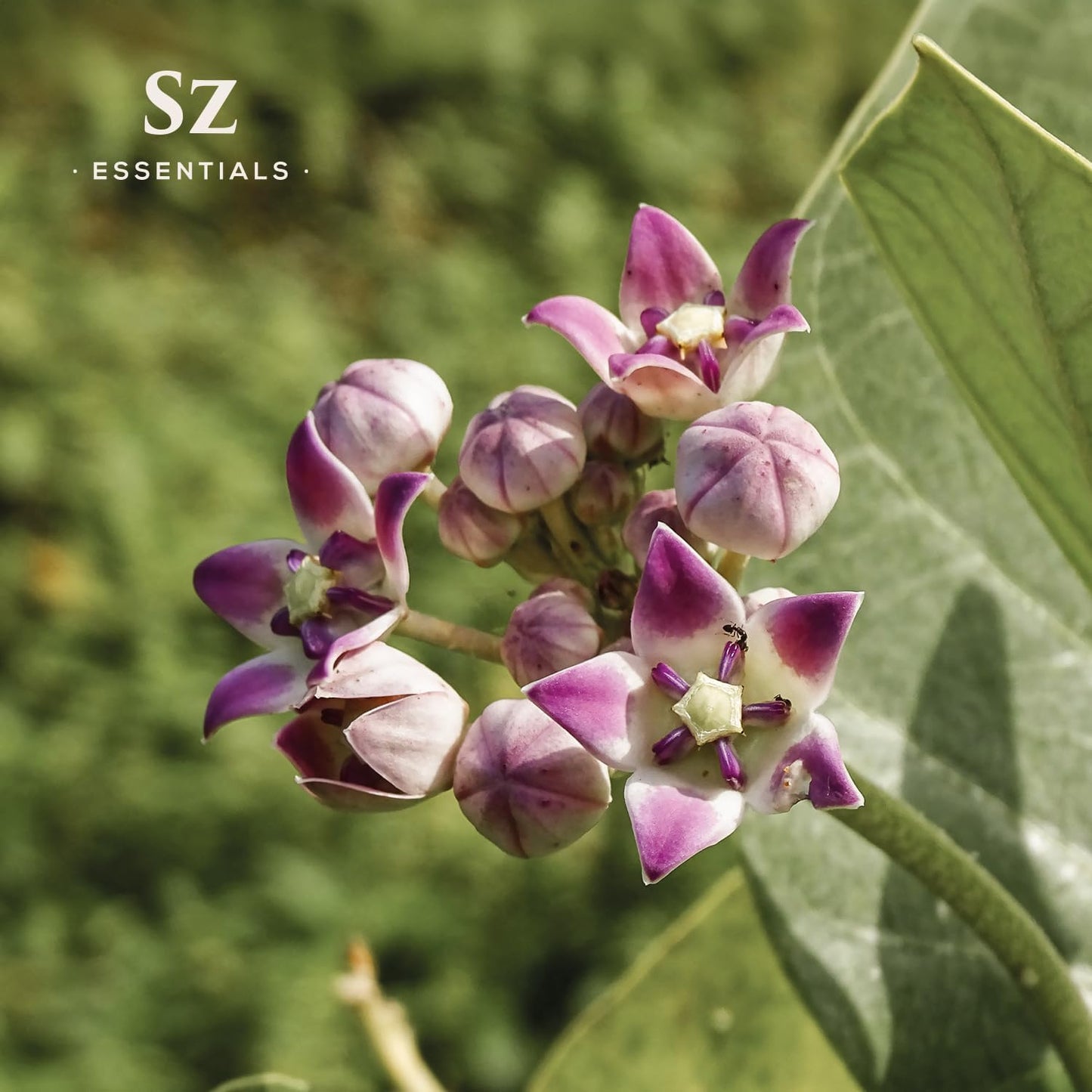 Ashwagandha Essential Oil, 100% Pure and Natural - Undiluted, Steam Distilled from Withania Somnifera - Woody & Earthy Scent with Nutty Overtones - Therapeutic Grade & Vegan - 0.17oz