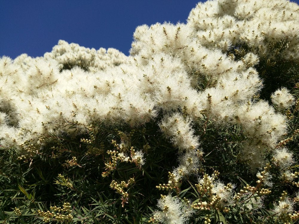 US Organic 100% Pure Tea Tree Essential Oil, Steam Distilled, USDA Certified Organic, for Hair, Skin, Scalp, Foot, Toenails, and More. Sourced from South Africa, Undiluted, Non-GMO (30 ml)