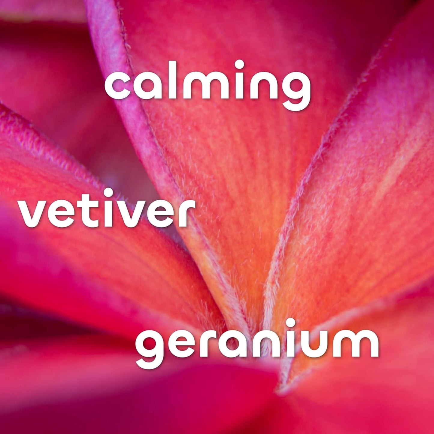 Seaweed Bath Co. Calm Body Wash - Vetiver Geranium - Hydrating Foaming Cleanser with Soothing Oat Milk & Chamomile - Vegan, Paraben and Sulfate Free Shower Gel - 12 oz