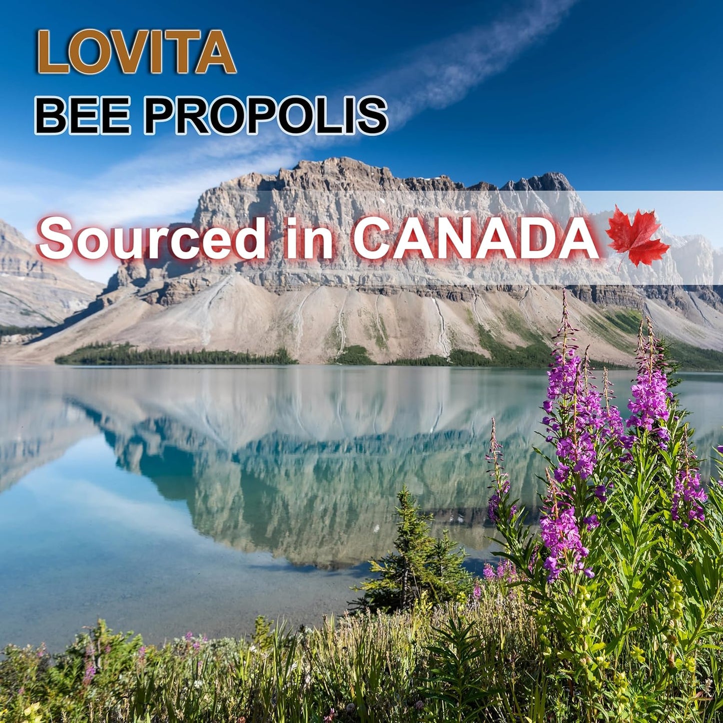 Lovita Bee Propolis Throat Spray, 18% Bioflavonoids, Alcohol-Free, Immune Support, Throat Soothing, Antioxidant, Gentle Taste, 1 Fl Oz (Pack of 3)